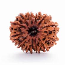 Rudraksha