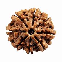 Rudraksha